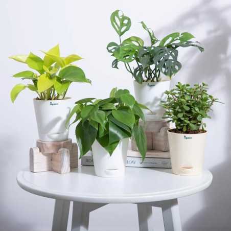 Ugaoo Indoor Plants for Living Room Home Decor Set of 4 Plant Combo Live Plant with Pot - Jade Plant, Money Plant Golden, Broken