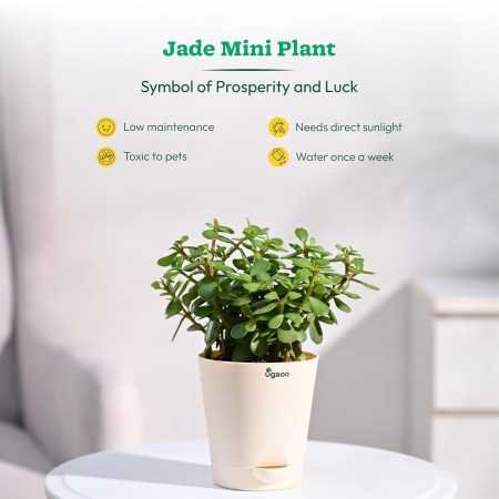 Ugaoo Indoor Plants for Living Room Home Decor Set of 4 Plant Combo Live Plant with Pot - Jade Plant, Money Plant Golden, Broken Ugaoo Indoor Plants for Living Room Home Decor Set of 4 Plant Combo Live Plant with Pot - Jade Plant, Money Plant Golden, Broken