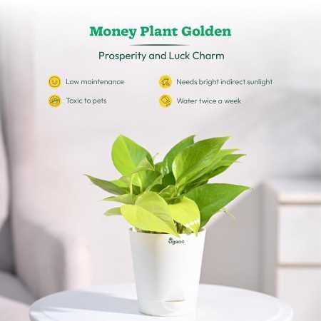 Ugaoo Indoor Plants for Living Room Home Decor Set of 4 Plant Combo Live Plant with Pot - Jade Plant, Money Plant Golden, Broken Ugaoo Indoor Plants for Living Room Home Decor Set of 4 Plant Combo Live Plant with Pot - Jade Plant, Money Plant Golden, Broken