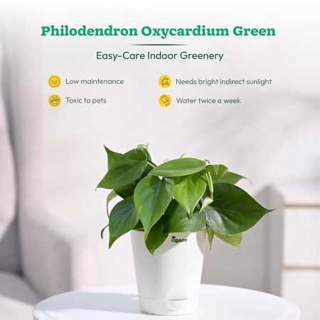 Ugaoo Indoor Plants for Living Room Home Decor Set of 4 Plant Combo Live Plant with Pot - Jade Plant, Money Plant Golden, Broken Ugaoo Indoor Plants for Living Room Home Decor Set of 4 Plant Combo Live Plant with Pot - Jade Plant, Money Plant Golden, Broken