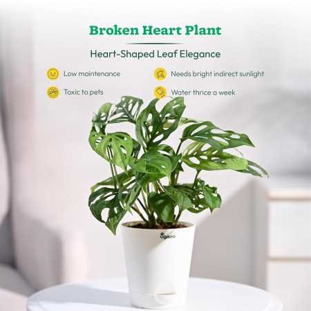 Ugaoo Indoor Plants for Living Room Home Decor Set of 4 Plant Combo Live Plant with Pot - Jade Plant, Money Plant Golden, Broken Ugaoo Indoor Plants for Living Room Home Decor Set of 4 Plant Combo Live Plant with Pot - Jade Plant, Money Plant Golden, Broken
