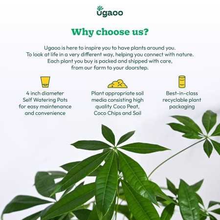 Ugaoo Indoor Plants for Living Room Home Decor Set of 4 Plant Combo Live Plant with Pot - Jade Plant, Money Plant Golden, Broken Ugaoo Indoor Plants for Living Room Home Decor Set of 4 Plant Combo Live Plant with Pot - Jade Plant, Money Plant Golden, Broken