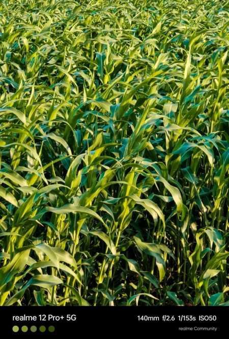 Realme 12 Pro+ 5G Submarine Blue, 12GB RAM, 256GB Storage Realme 12 Pro+ 5G Submarine Blue, 12GB RAM, 256GB Storage