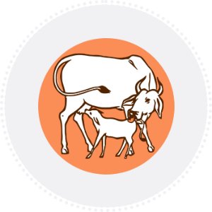 amul ghee ghee in pantry 1kg ghee 1kg pure ghee amul cow ghee aashirvaad svasti ghee pure cow